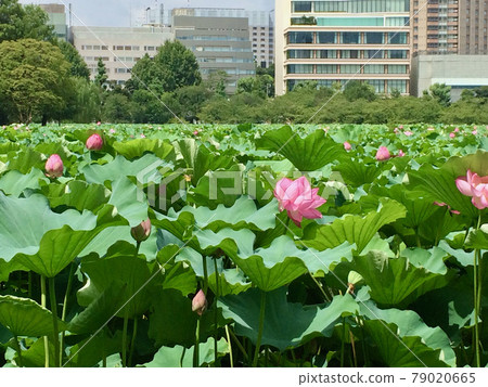 Shinobazu池塘蓮花 79020665
