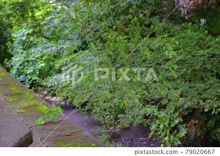 水路上的樹木 79020667