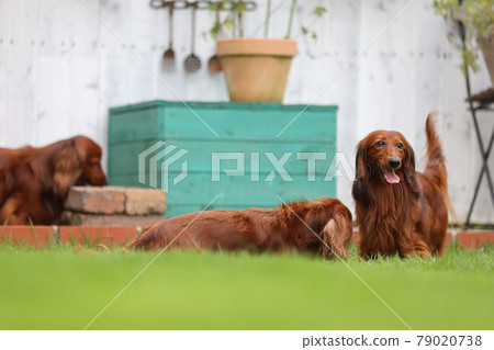 Dachshund playing in the garden Dachshund playing in the garden 79020738