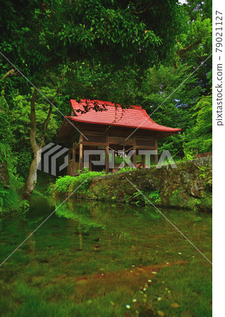 Oshino spring spring Oshino spring spring 79021127