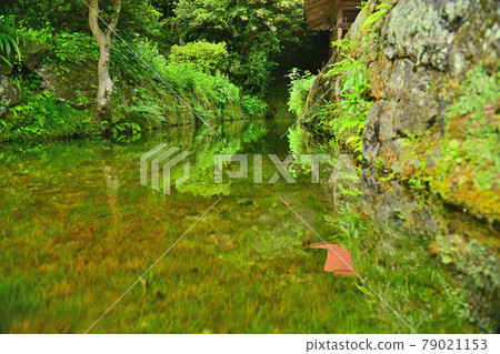 Oshino spring spring Oshino spring spring 79021153