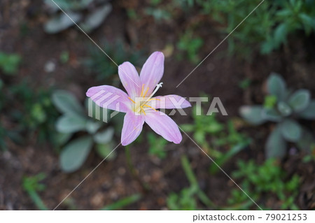Saffron Moddoki 79021253