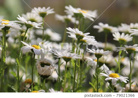 The name of the flower is 79021366