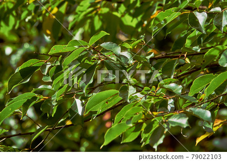 Thin branches with green leaves in sunlight, shot with shallow depth of field, abstract background, pattern or texture 79022103