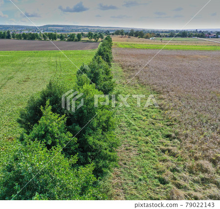Aerial view from a low height of a hedge of deciduous trees between two arable fields Aerial view from a low height of a hedge of deciduous trees between two arable fields 79022143