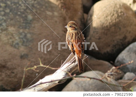 鵝卵石河上的旗布野鳥雌性 鵝卵石河上的旗布野鳥雌性 79022590
