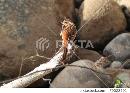 鵝卵石河上的旗布野鳥雌性 79022591