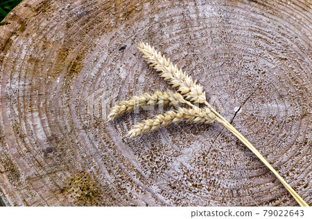 wheat ears on wooden background 79022643
