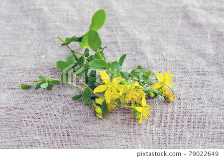 St. John's wort (Hypericum perforatum,tutsan) flowers on cloth 79022649