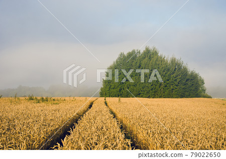 landscape with wheat field and morning mist 79022650