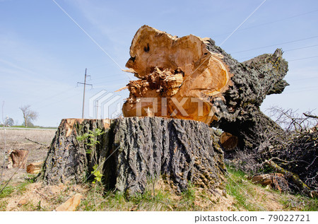 very old and big poplar tree slice very old and big poplar tree slice 79022721