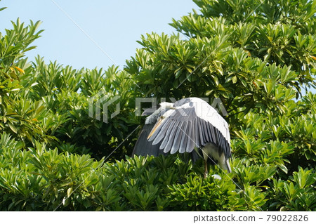 Gray heron 79022826