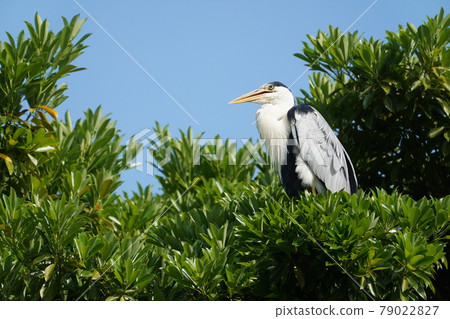 Gray heron 79022827