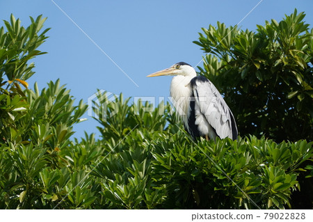 Gray heron 79022828
