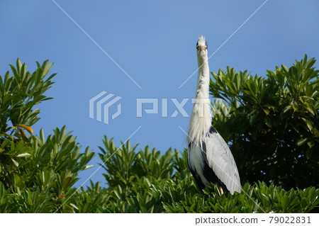 Gray heron 79022831