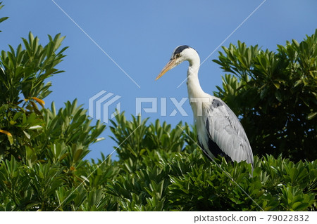 Gray heron 79022832