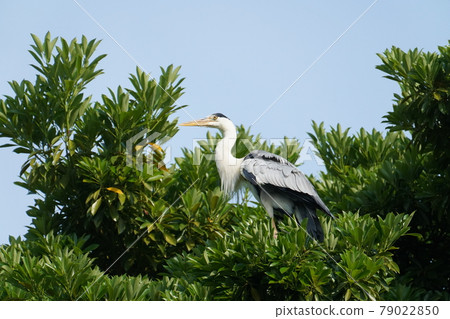 Gray heron 79022850