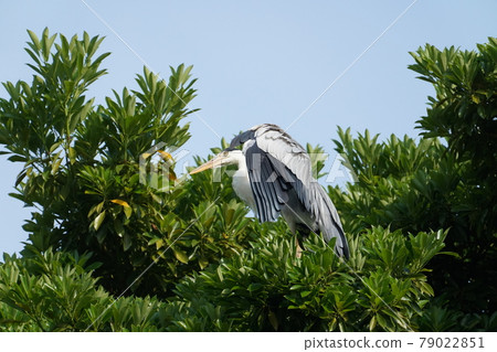 Gray heron 79022851