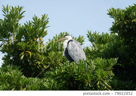 Gray heron 79022852