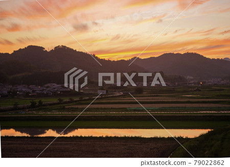 A landscape of rice fields that reflects the sunset that shines in orange 79022862