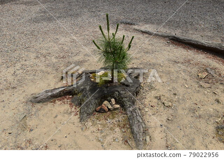 新生長的年輕樹 新生長的年輕樹 79022956