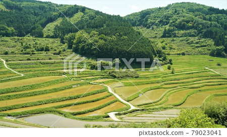 久米郡大花西的田田 久米郡大花西的田田 79023041