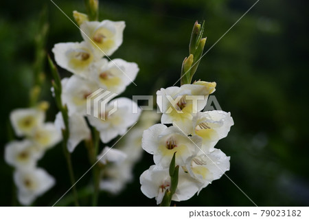 Gladiolus getting wet with morning dew 79023182