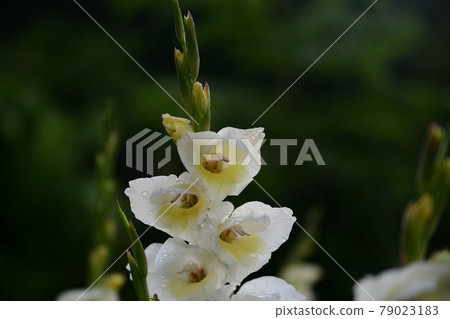 Gladiolus getting wet with morning dew Gladiolus getting wet with morning dew 79023183