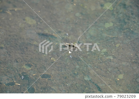 交配Amenbo 79023209