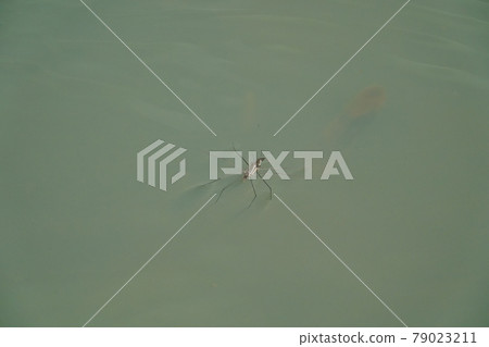 交配Amenbo 79023211