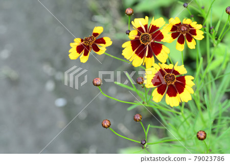 金雞菊花(埼玉/六月) 金雞菊花(埼玉/六月) 79023786