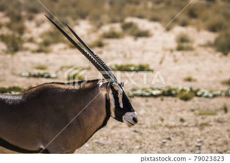 South African Oryx in Kgalagadi transfrontier park, South Africa South African Oryx in Kgalagadi transfrontier park, South Africa 79023823