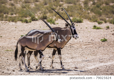 South African Oryx in Kgalagadi transfrontier park, South Africa 79023824