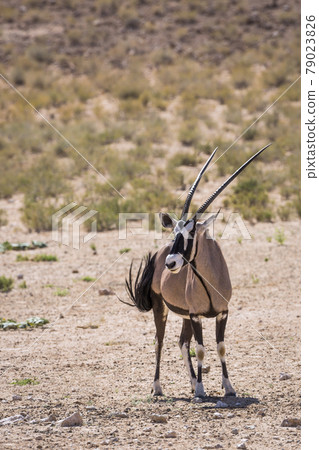 South African Oryx in Kgalagadi transfrontier park, South Africa 79023826