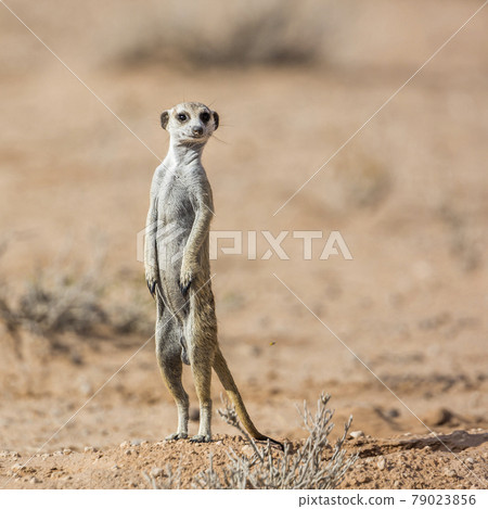 Meerkat in Kgalagadi transfrontier park, South Africa 79023856