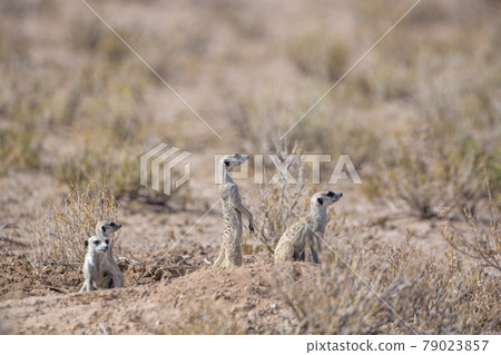 Meerkat in Kgalagadi transfrontier park, South Africa 79023857