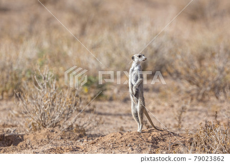 Meerkat in Kgalagadi transfrontier park, South Africa 79023862