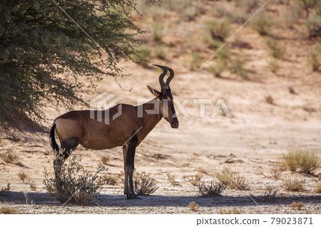 Hartebeest in Kgalagadi transfrontier park, South Africa 79023871