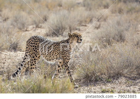 Cheetah in Kgalagadi transfrontier park, South Africa Cheetah in Kgalagadi transfrontier park, South Africa 79023885