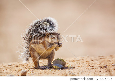 Cape ground squirrel in Kgalagadi transfrontier park, South Africa Cape ground squirrel in Kgalagadi transfrontier park, South Africa 79023897