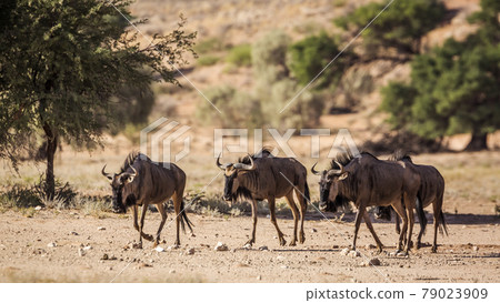 Blue wildebeest in Kgalagadi transfrontier park, South Africa 79023909