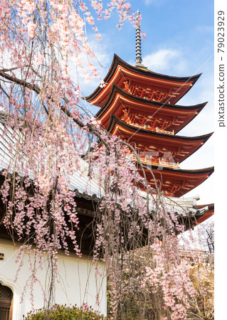 五層寶塔和櫻花(廣島縣,宮島) 五層寶塔和櫻花(廣島縣,宮島) 79023929