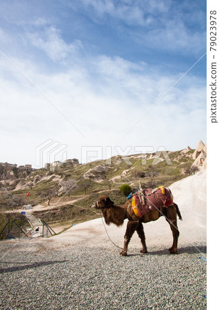 騎駱駝的卡帕多西亞，講述土耳其絲綢之路的故事 79023978