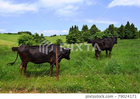 Cow Grazing Highland Farm 79024171