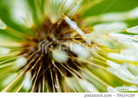 Dandelion seeds against green background closeup Dandelion seeds against green background closeup 79024189