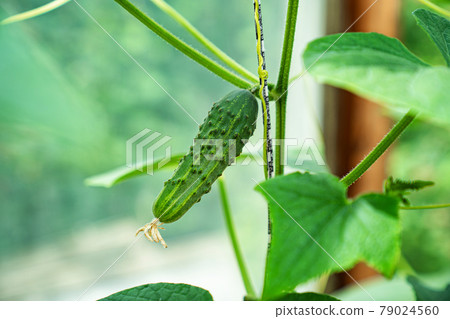 young little cucumbers on the bushes in the greenhouse. 79024560