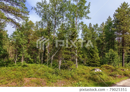 Bolshoy Solovetsky Island, Russia Bolshoy Solovetsky Island, Russia 79025351