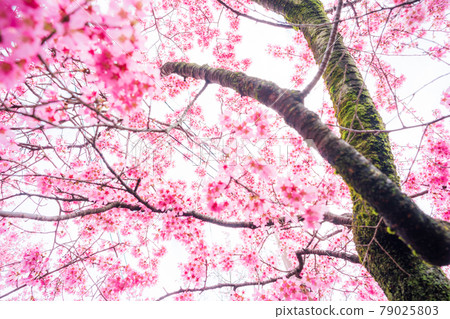在京都左京區千代寺拍攝禦海櫻 在京都左京區千代寺拍攝禦海櫻 79025803