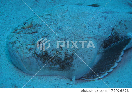 Uranoscopus 沖繩海 79026278