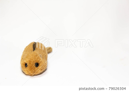 A stuffed animal of the natural monument "Nihon Yamane" 79026304